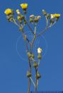 Sonchus palustris,Sumpf-Gaensedistel,Marsh Sow-Thistle