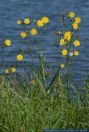 Sonchus palustris,Sumpf-Gaensedistel,Marsh Sow-Thistle