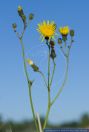 Sonchus palustris,Sumpf-Gaensedistel,Marsh Sow-Thistle