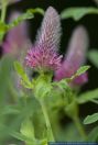 Trifolium rubens,Fuchsschwanz-Klee,Purpur-Klee,Red Feather Clover