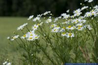 Tripleurospermum perforatum,Geruchlose Kamille,Scentless false mayweed