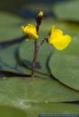 Utricularia australis,Suedlicher Wasserschlauch,Southern bladderwort