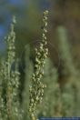 Artemisia alba,Kampfer-Wermut,White wormwood