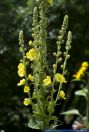 Verbascum densiflorum,Grossbluetige Koenigskerze,Mullein