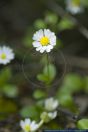 Bellis annua,Einjaehrige Gaensebluemchen,Annual Daisy