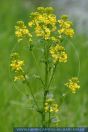 Barbarea vulgaris, Echte Winterkresse, Garden yellowrocket 