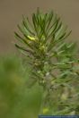 Ajuga chamaepitys,Gelber Guensel,Ground pine