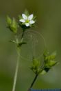 Arenaria serpyllifolia,Quendel-Sandkraut,Thymeleaf sandwort