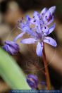 Scilla bifolia, Zweiblättriger Blaustern, Meerzwiebel Alpine squill 