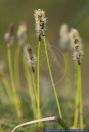 Carex ericetorum,Heide-Segge,Rare spring sedge