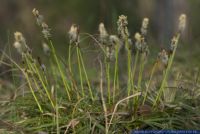 Carex ericetorum,Heide-Segge,Rare spring sedge
