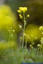 Draba lasiocarpa, Karpaten-Felsenbluemchen,Carpathian draba