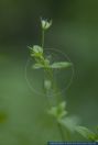 Moehringia trinervia,Dreinervige Nabelmiere,Three-nerved Sandwort