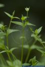 Moehringia trinervia,Dreinervige Nabelmiere,Three-nerved Sandwort