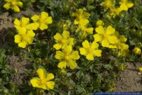 Potentilla verna,Fruehlingsfingerkraut,Spring cinquefoil