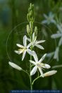 Anthericum liliago, Astlose Graslilie, St Bernard's lily 