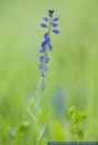 Polygala amara,Bittere Kreuzblume,Bitter Milkwort