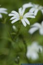 Stellaria holostea,Grosse Sternmiere,Greater stitchwort