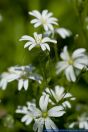 Stellaria holostea,Grosse Sternmiere,Greater stitchwort