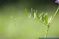 Vicia angustifolia,Schmalblaettrige Wicke,Garden vetch