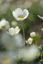 Anemone narcissiflora,Narzissenbluetiges Windroeschen,Narcissus-Flowered Anemone