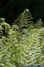 Athyrium filix-femina,Wald-Frauenfarn,Common lady-fern