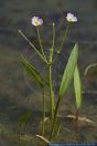 Baldellia ranunculoides,Gewoehnlicher Igelschlauch,Lesser Water-Plantain