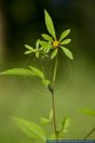 Bidens frondosa,Schwarzfruechtiger Zweizahn,Devil's beggartick