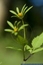 Bidens frondosa,Schwarzfruechtiger Zweizahn,Devil's beggartick