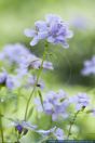 Cardamine bulbifera,Zwiebel-Zahnwurz,Bulb-bearing toothwort