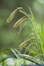 Carex pendula,Haenge-Segge,Drooping Sedge