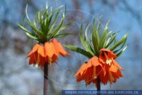 Fritillaria imperialis, Schachblume Kaiserkrone, Crown Imperial 