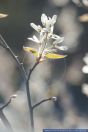 Amelanchier arborea,Baum Felsenbirne,Downy Serviceberry