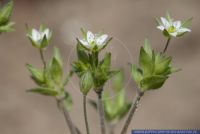 Arenaria serpyllifolia,Quendel-Sandkraut,Thymeleaf sandwort