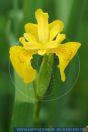 Iris pseudacorus, Wasser-Schwertlilie, Yellow Flag 