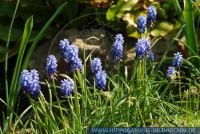 Muscari neglectum?, Weinbergs-Traubenhyazinthe, Grape Hyacinth 