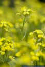 Erysimum crepidifolium,Bleicher Schoeterich,Pale Wallflower