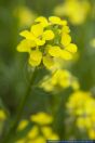 Erysimum crepidifolium,Bleicher Schoeterich,Pale Wallflower