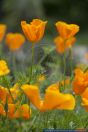 Eschscholzia californica,Kalifornischer Mohn,California poppy