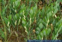 PFFT2185 Polygonatum odoratum<br>