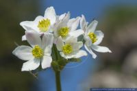 Anemone narcissiflora,Narzissenbluetiges Windroeschen,Narcissus-Flowered Anemone