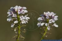 Iberis linifolia ssp. boppardensis,Bopparder Schleifenblume,Boppard Candytuft