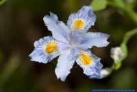 Iris japonica,Japanische Schwertlilie,Japan Iris