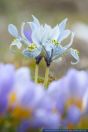 Iris histrioidesxIriswinogradowii