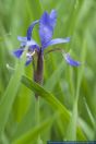 Iris sanguinea,Ostsibirische Schwertlilie,Eastern Iris