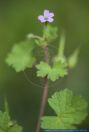 Geranium rotundifolium,Rundblaettriger Storchschnabel,Round-leaved Crane's-bill