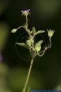 Geranium divaricatum,Spreizender Storchschnabel,Fanleaf Geranium