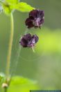 Geranium phaeum,Brauner Storchschnabel,Dusky Cranesbill,Mourning Widow