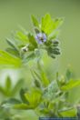 Geranium pusillum,Kleiner Storchschnabel,Small-flowered Crane's-bill