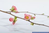Chaenomeles japonica,Japanische Zierquitte,flowering quince